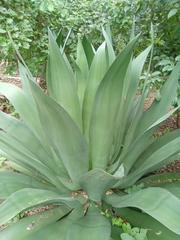 Agave