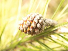 Pinus halepensis