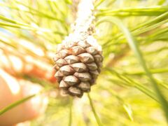 Pinus halepensis