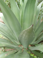 Agave