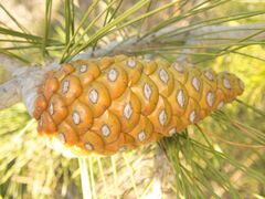 Pinus halepensis