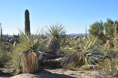 Nolina bigelovii