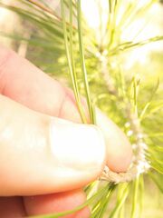 Pinus halepensis