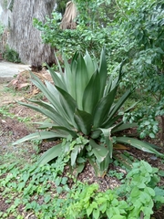 Agave