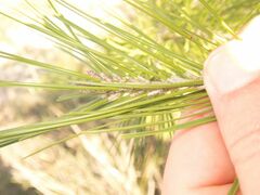 Pinus halepensis
