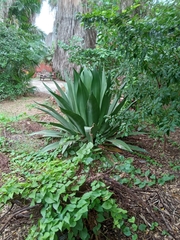 Agave