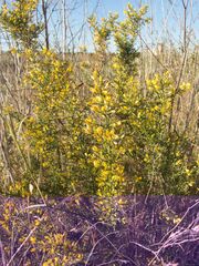 Ulex