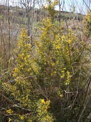 Ulex