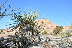 Nolina bigelovii