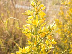 Ulex