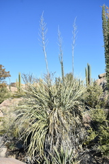 Nolina bigelovii