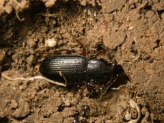 Carabidae