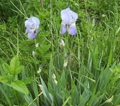 Iris pallida