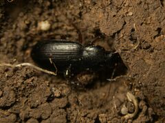 Carabidae
