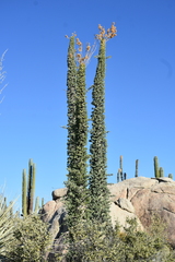 Fouquieria columnaris