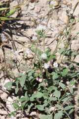 Florestina tripteris