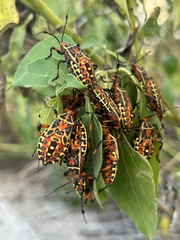 Pachylis nervosus