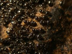 Crematogaster auberti