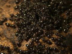 Crematogaster auberti