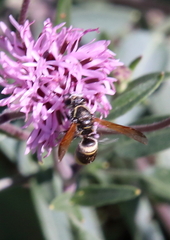 Pachodynerus guadulpensis
