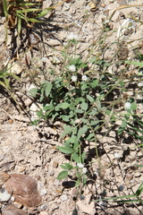 Florestina tripteris