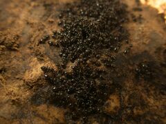 Crematogaster auberti