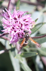 Pachodynerus guadulpensis