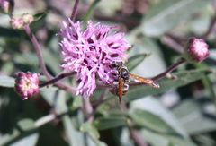 Pachodynerus guadulpensis