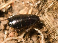 Loboptera