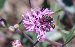 Pachodynerus guadulpensis