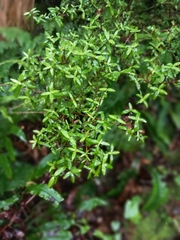 Coprosma rhamnoides