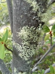 Usnea barbata