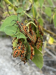Pachylis nervosus