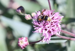 Pachodynerus guadulpensis