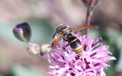 Pachodynerus guadulpensis