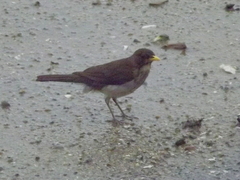 Turdus amaurochalinus