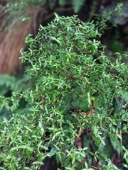 Coprosma rhamnoides