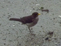 Turdus amaurochalinus