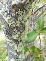 Usnea barbata