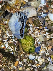 Acanthinucella punctulata