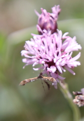 Dejongia californicus