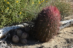 Ferocactus gracilis