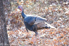 Meleagris gallopavo intermedia