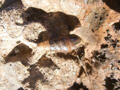 Rumina decollata
