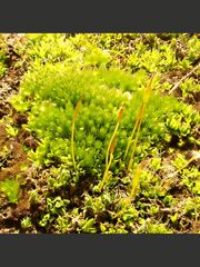 Bryophyta