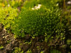 Bryophyta