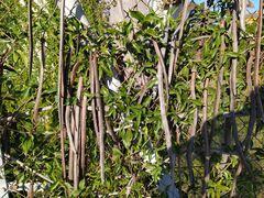 Angiospermae