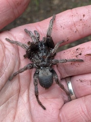 Calisoga longitarsis