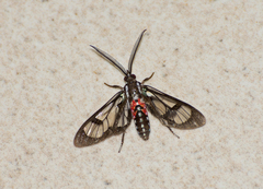Poecilosoma eone