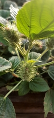 Acalypha arvensis